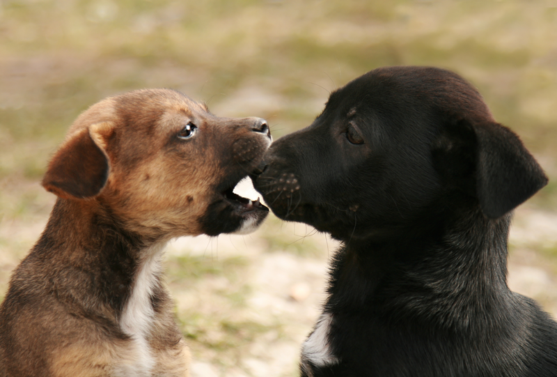 Two dogs Two dogs