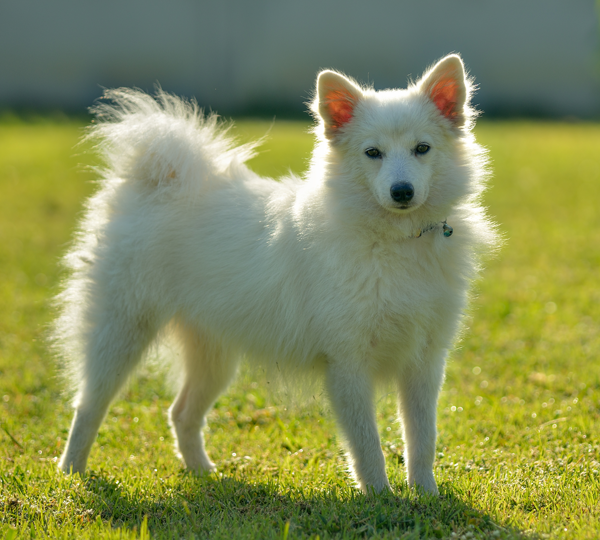Dog in grass Dog in grass