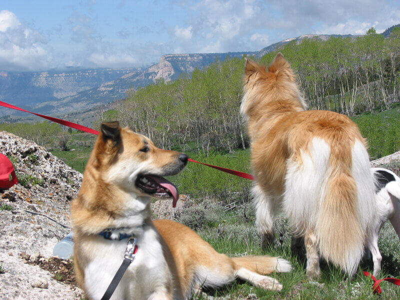 Dogs on leash Dogs on leash