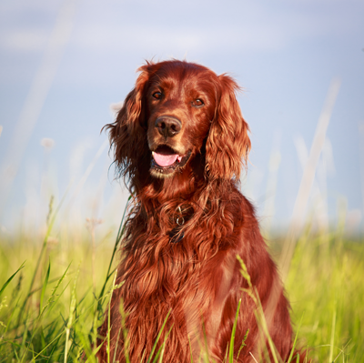 Dog in Grass Dog in Grass