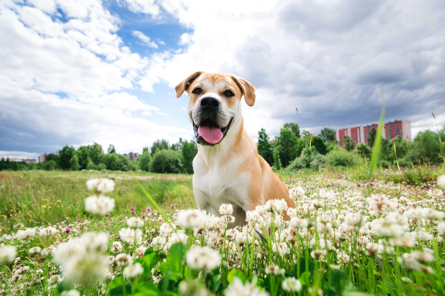 Dog sitting in field of flowers Dog sitting in field of flowers