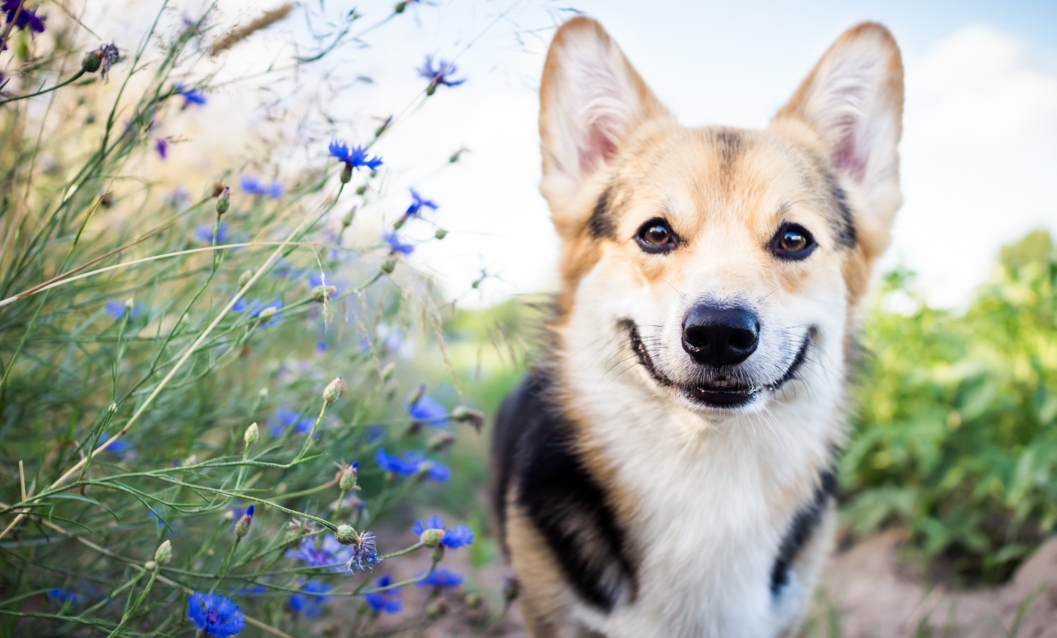 Corgi Smiling Corgi Smiling