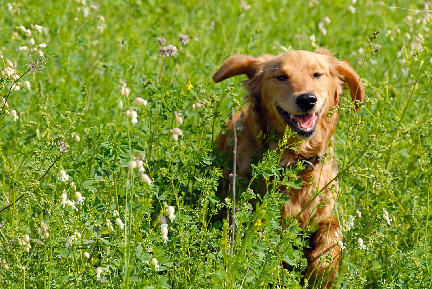 Golden Retriever running through field of flowers Golden Retriever running through field of flowers