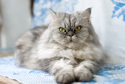 Cat on blanket Cat on blanket
